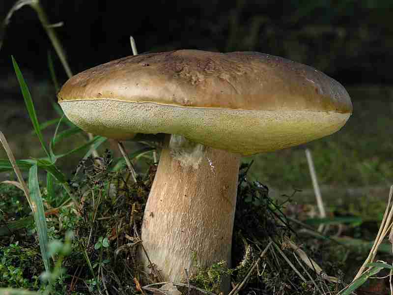  Image name: 271 Porcino.jpg 
 width: 800 pixel 
 height: 600 pixel 
 Size: 30935 bytes 
 Click to enlarge 